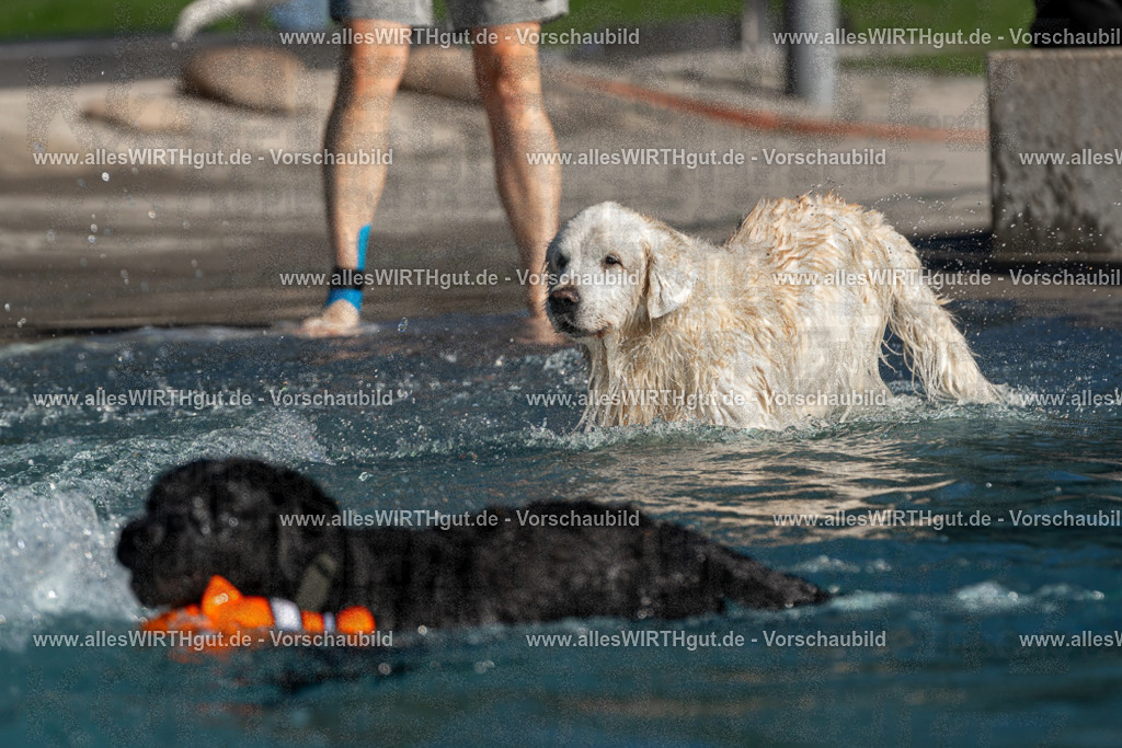 Hundeschwimmen_Volksbad_2026-allesWIRTHgut_Tierfotografie-2609061108-FAY06151 | Professionelle Tierfotografie in Mönchengladbach von Daniel Wirth (allesWIRTHgut). Liebevolle & natürliche Bilder von Hunden & Katzen für unvergessliche Erinnerungen.