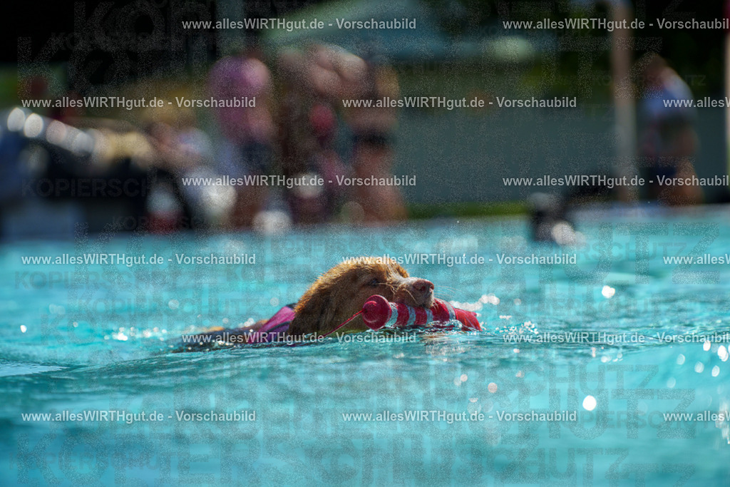 allesWIRTHgut Tierfotografie - allesWIRTHgut.de - 7IV08134 | Professionelle Tierfotografie in Mönchengladbach von Daniel Wirth (allesWIRTHgut). Liebevolle & natürliche Bilder von Hunden & Katzen für unvergessliche Erinnerungen.