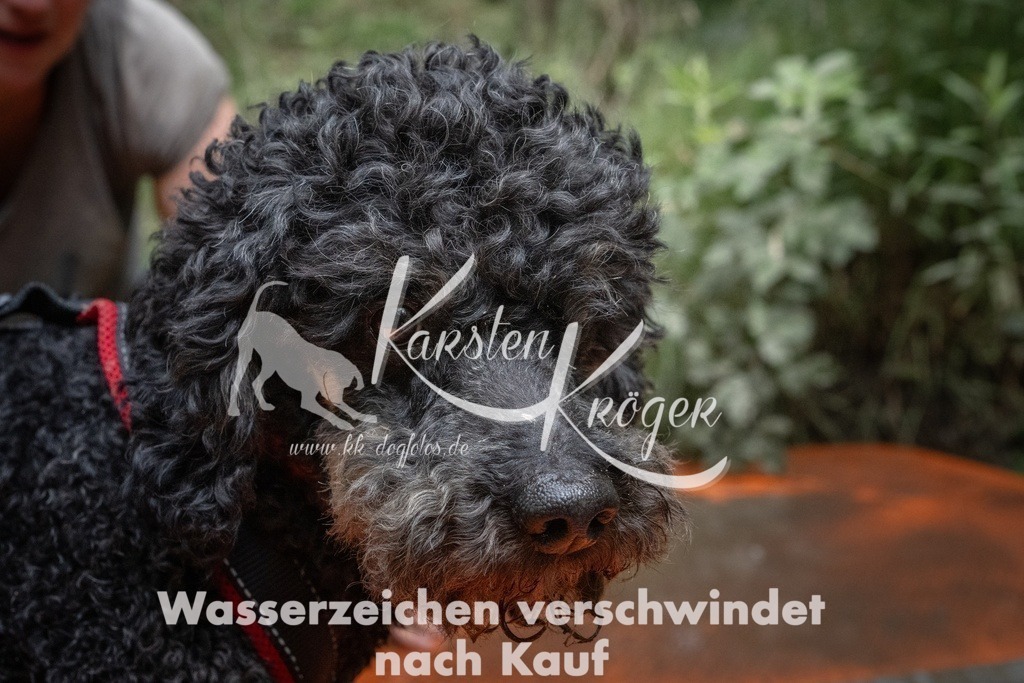 1251_ZZ91257T | kk-dogfotos