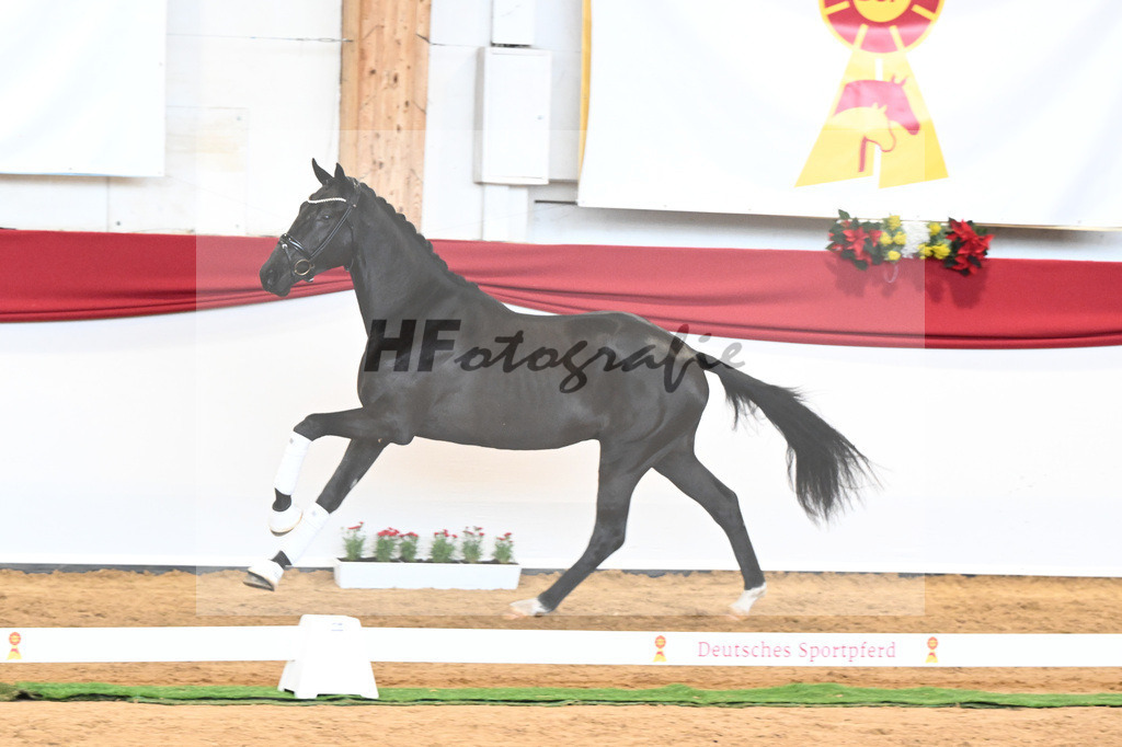 Kat-Nr. 45 Raven x Everdale_Rakelbusch_43230776 | hf-fotografie - Realisiert mit Pictrs.com