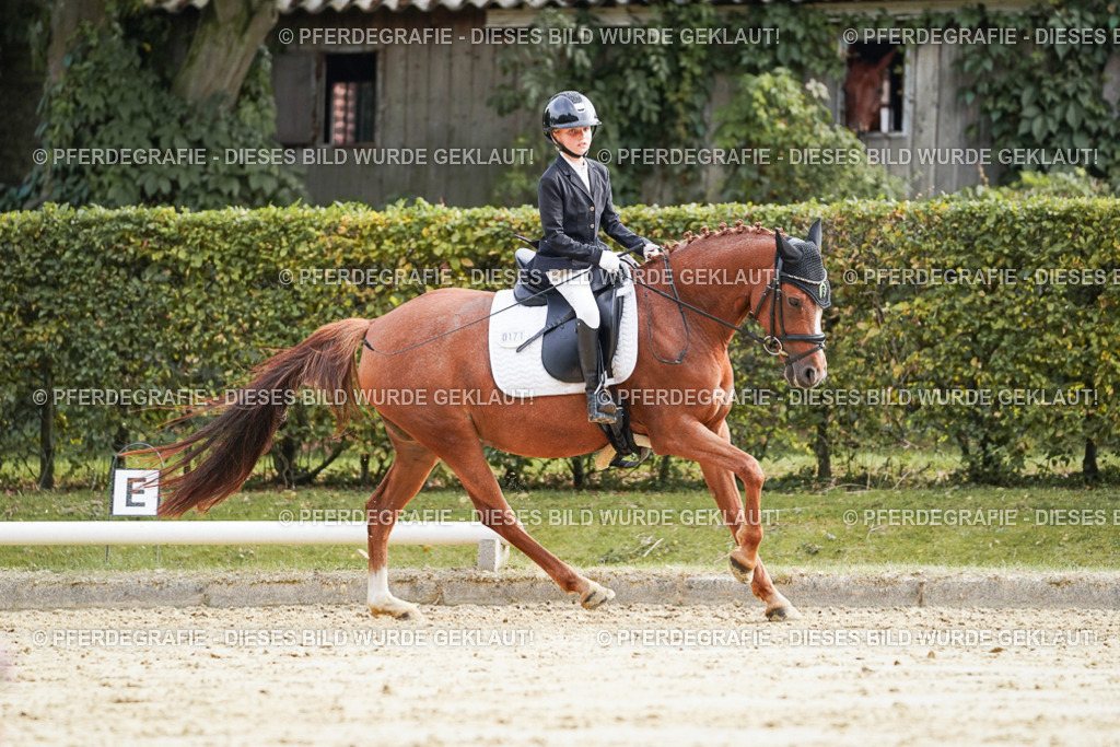 DSC04969 | Pferdegrafie