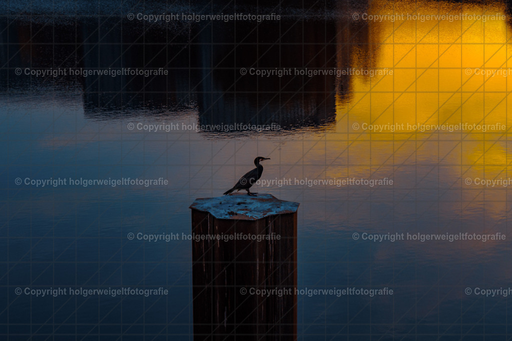 Kormoran | Kaufen sie online außergewöhnliche Fotografien auf Leinwand Acrylglas Fotoprint Aludibond von holgerweigeltfotografie - Realisiert mit Pictrs.com
