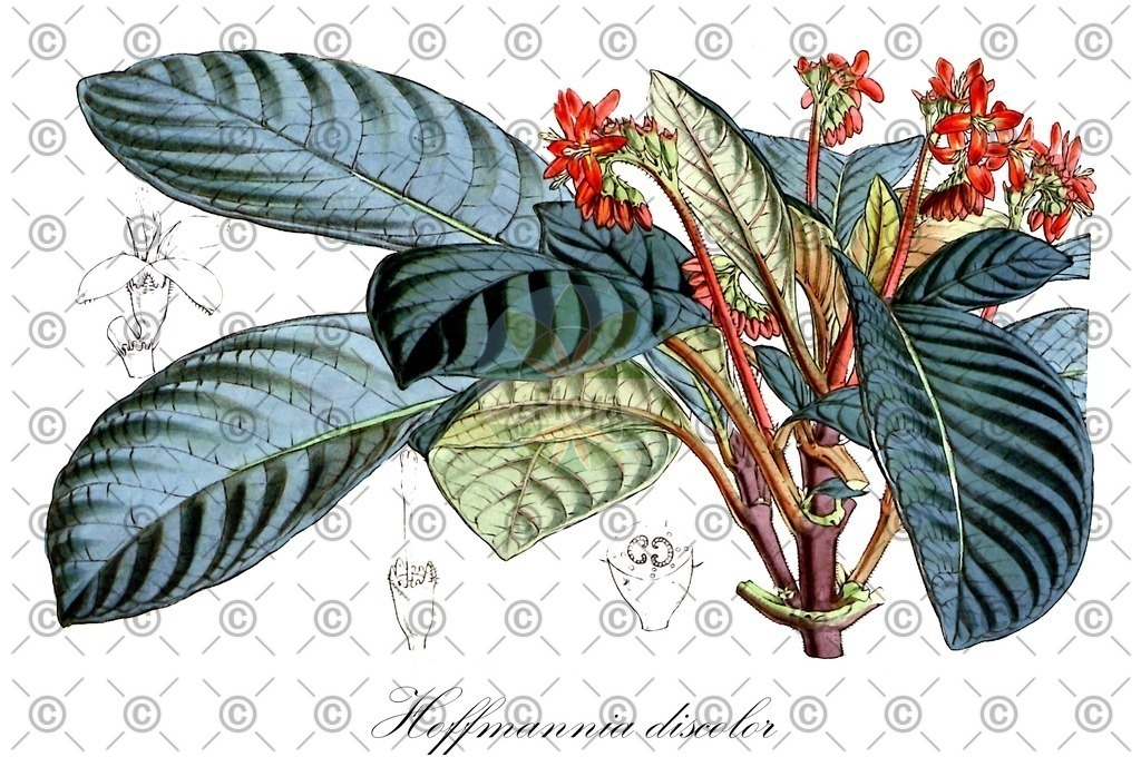 HistAbb_wfo-0000079085_1_ENZY_Simple | Historische Abbildung von Hoffmannia discolor - Rubiaceae | Historical Illustration of Hoffmannia discolor - Rubiaceae