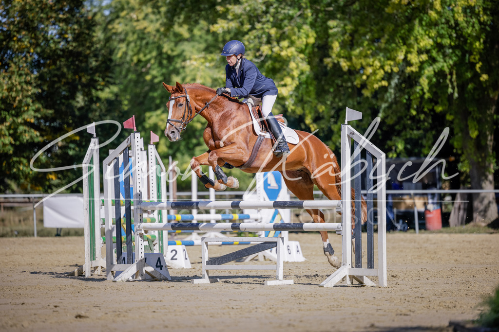 20250906-_3LI3419 | Tierfotografie Pferde, Hunde, Katzen, Haustiere.
Turnierfotografie Reitturniere, Reiten, Springreiten, Dressur in Hanau, dem Main-Kinzig-Kreis und dem Rhein-Main- Gebiet um Frankfurt