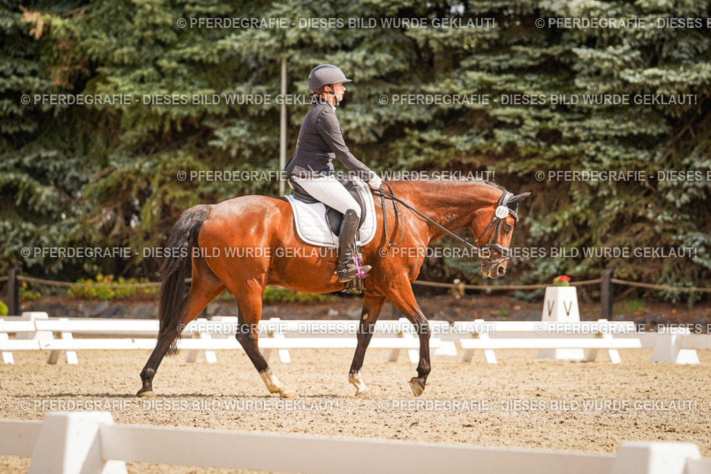 DSC01437 | Pferdegrafie