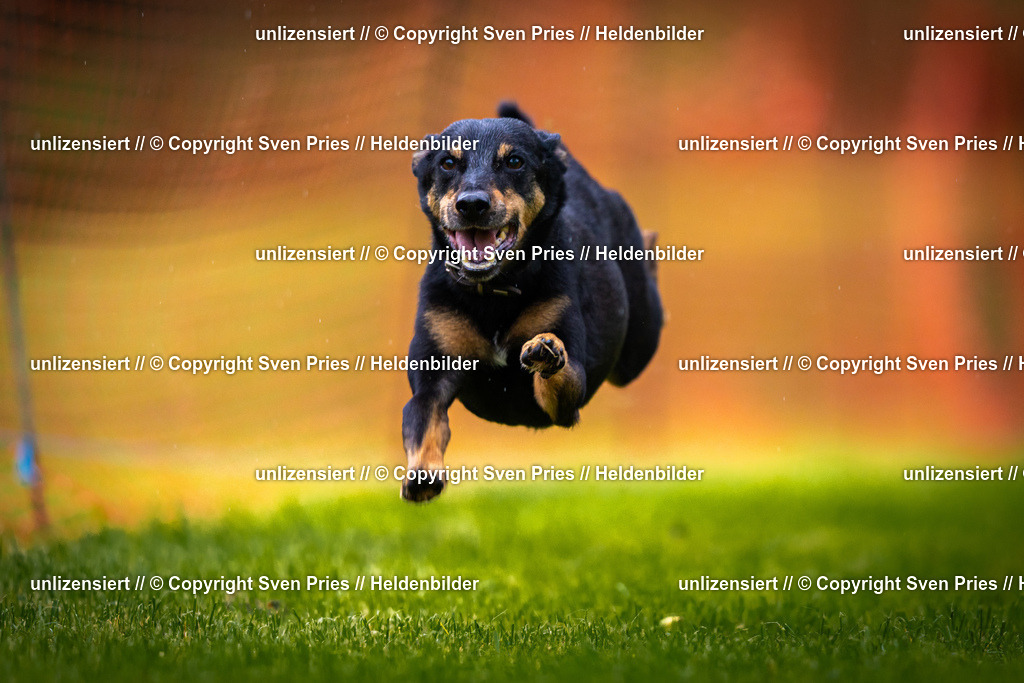 Sven Pries | 2025-09-21 - Hunderennen Baden-Oos - Realisiert mit Pictrs.com