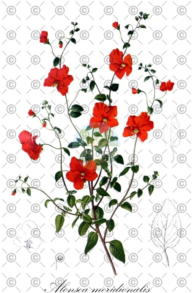 HistAbb_wfo-0000527248_1_ENZY_Simple | Historische Abbildung von Alonsoa meridionalis - Scrophulariaceae (Garten-Maskenblume;Alonzoblume;Maskenblume) | Historical Illustration of Alonsoa meridionalis - Scrophulariaceae