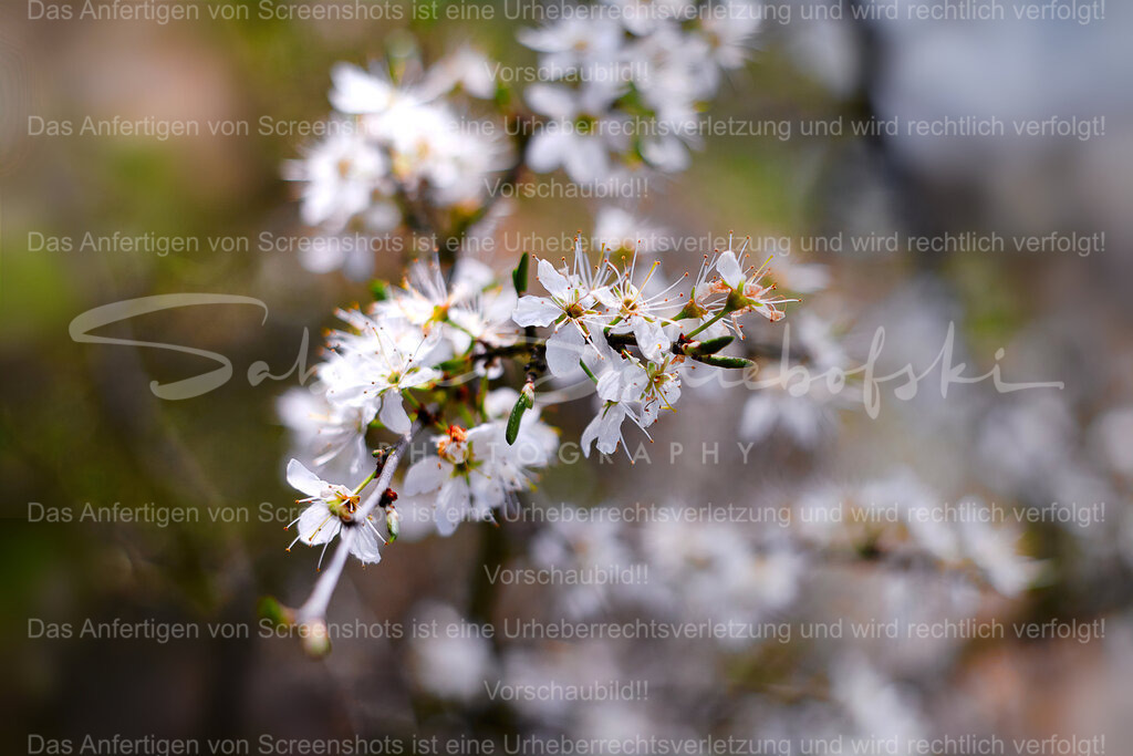 Schlehe I Schlehdorn I Schwarzdorn | People- und Tierfotografie, Imageaufnahmen, Veranstaltungsfotografie und Wandbilder aus der Natur ★ Made in Germany ✔️ Druck + Downloads ✔️ Naturfotografie in Top Qualität ★ schneller Versand, weltweite Lieferung! - Realisiert mit Pictrs.com