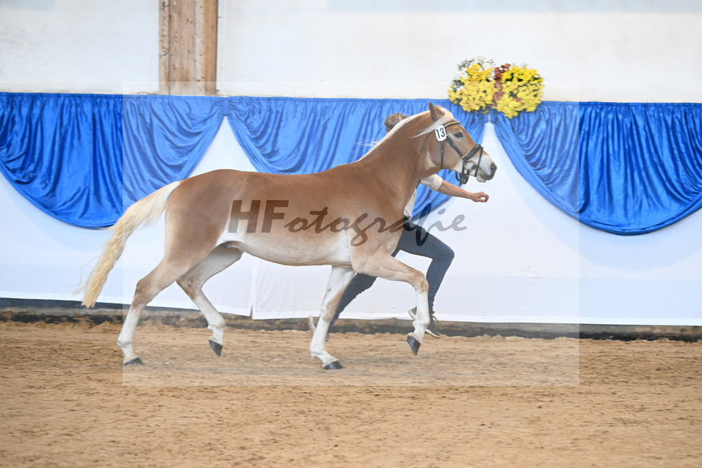 Kat-Nr. 13 Wolverine v. Westwind_Lechner_48250914 | hf-fotografie - Realisiert mit Pictrs.com