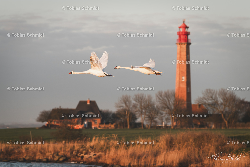 Fehmarn__DSC5646 | Fotoprodukte, Kalender und Wanddeko direkt vom Fotografen auf Fehmarn. Ob Wandbild auf Alu-Dibond, hinter Acrylglas oder auf Leinwand – hier können Sie Ihr Lieblingsbild kaufen. - Realisiert mit Pictrs.com