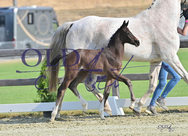 309 DE418180433223 FRE Dallas VDL - Clinton II - Balou du Rouet DSC_3211 Kopie | <meta name="description" content="★Offizieller Merchandise und Foto-/Videostore des Oldenburger Verbandes.★ ✅Jetzt auch digital Ausdrucke erhältlich." />
<meta name="keywords" content="Merchandise Foto-/Videostore Oldenburger Verband Photographie 