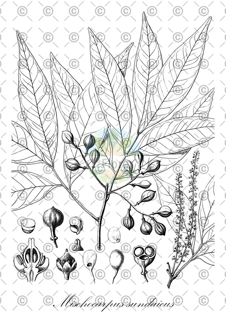 HistAbb_wfo-0000244788_1_ENZY_Simple | Historische Abbildung von Mischocarpus sundaicus - Sapindaceae | Historical Illustration of Mischocarpus sundaicus - Sapindaceae