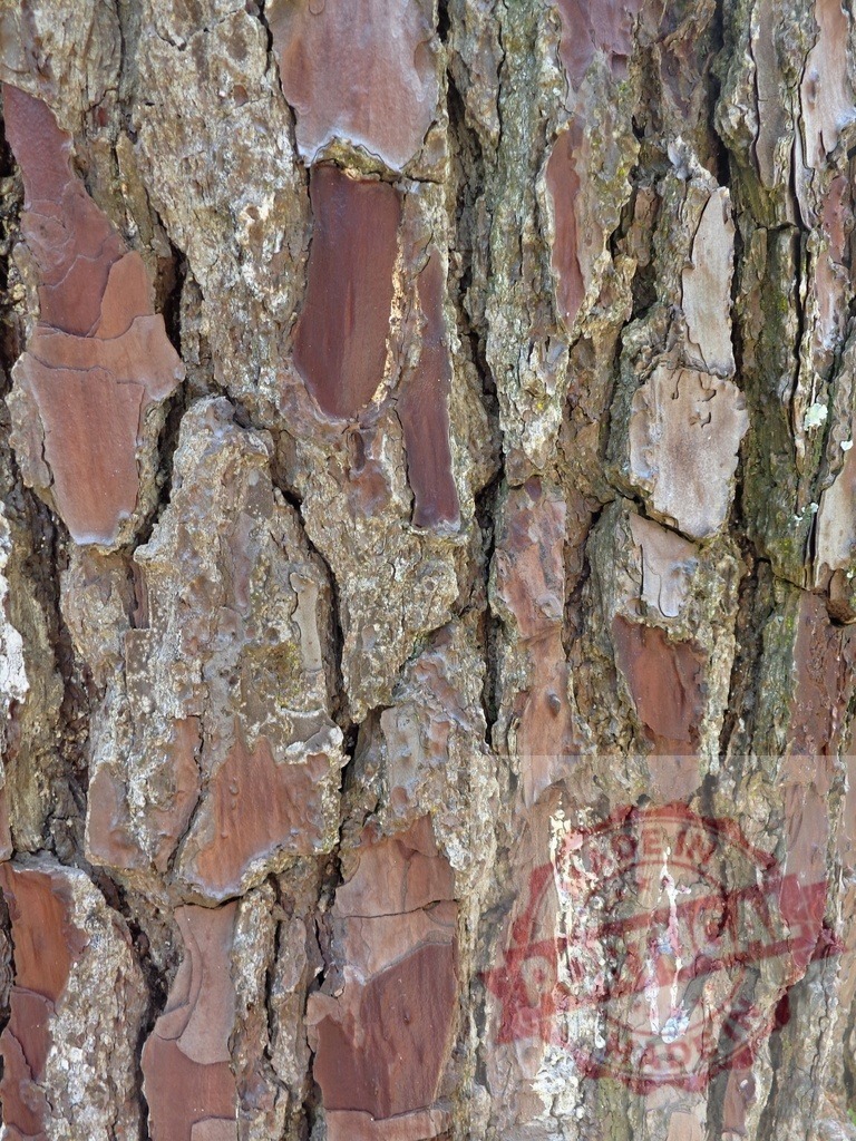 Close-up of rough textured tree bark showing beautiful natural patterns | Detailed texture of tree bark creating an interesting natural background - Realized with Pictrs.com
