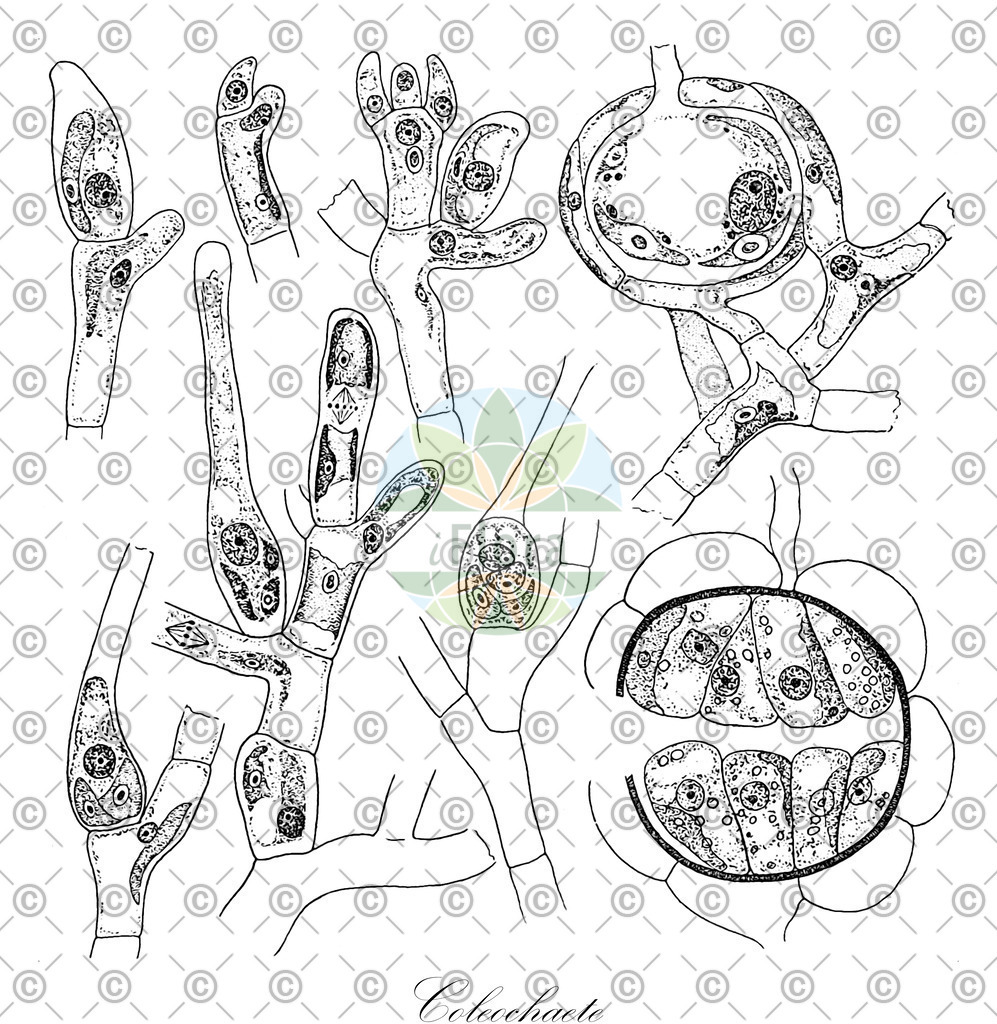 HistAbb_3S7D_2_ENZY_Simple | Historische Abbildung von Coleochaete - Coleochaetaceae (0) | Historical Illustration of Coleochaete - Coleochaetaceae (0)
