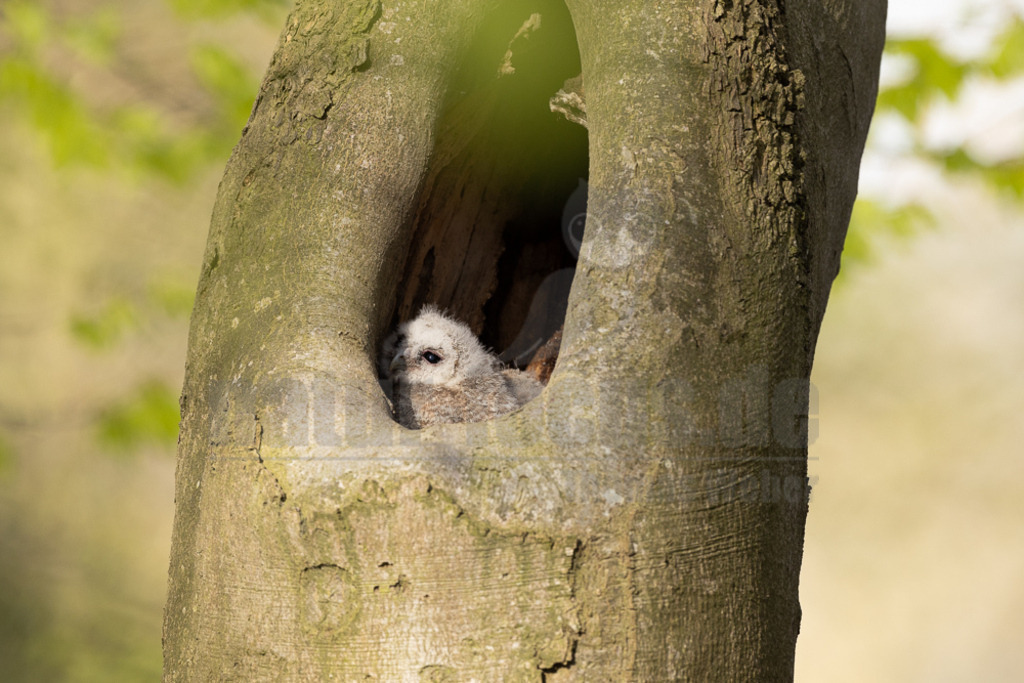 R5NF4142-20230425 | Der Ruf dieser Eulenart ist unverkennbar. Vor allem zur Balzzeit im Herbst und Spätwinter hören wir den unheimlich anmutenden Gesang der Waldkauzmännchen (Strix aluco). Dank seines dichten und samtartigen Gefieders und seiner kammartigen Flügelspitzen kann er nahezu lautlos auf Jagd gehen. Immer auf der Suche nach seiner bevorzugten Beute – Mäusen. - Realisiert mit Pictrs.com