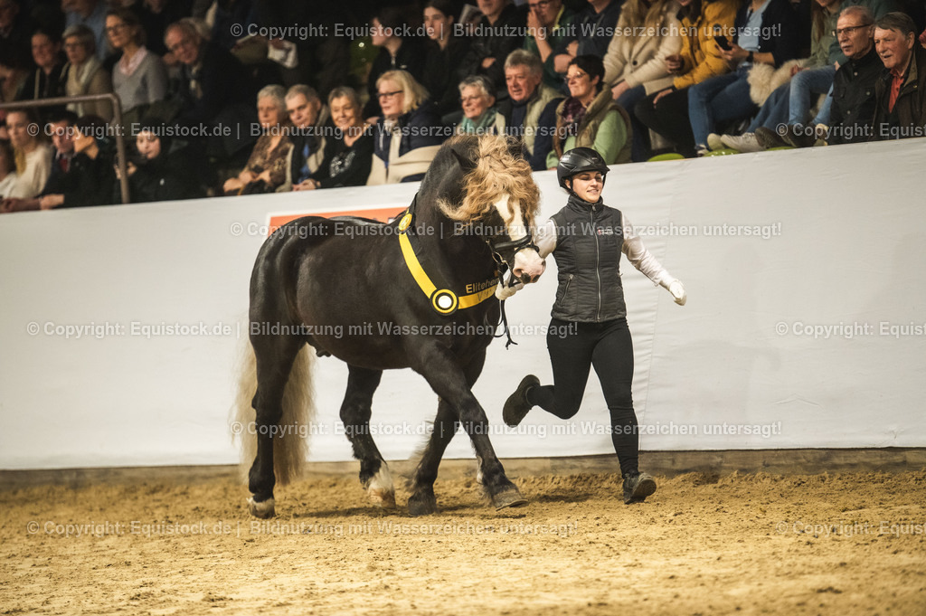 20240302_Hengstvorstellung_Marbach_TOMsPiC_0596 | equistock