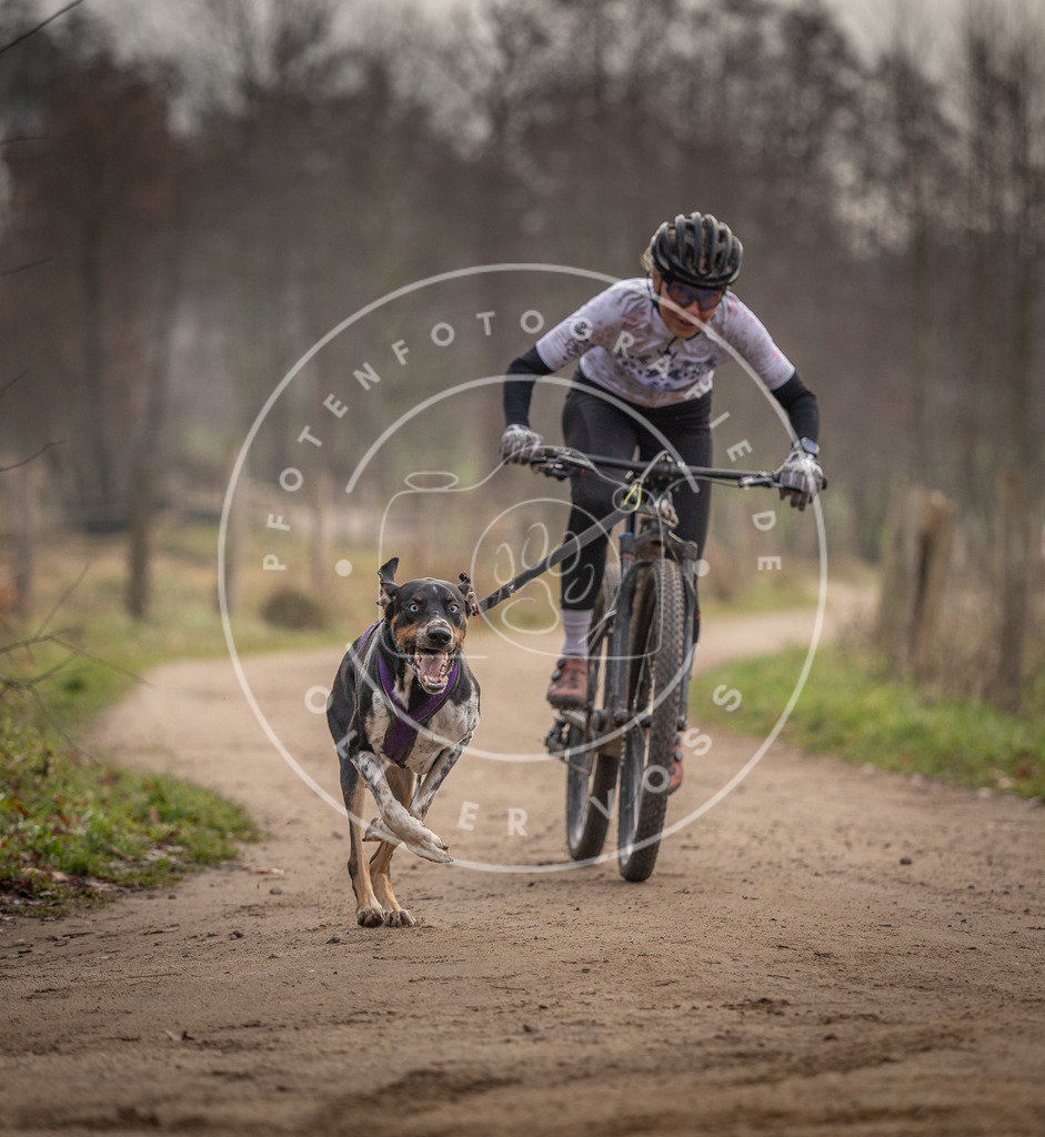 Pfotenfotografie_DV3A1617 | Hundefotografie, Tierfotograf, Pfotenfotografie, Fotoshooting Hund, Hunde Portrait, Hundesport, Hundeportraits, Heideshooting, Hunde, Sportfotograf, Hundefotograf, Turnierhundsport, THS,  - Realisiert mit Pictrs.com