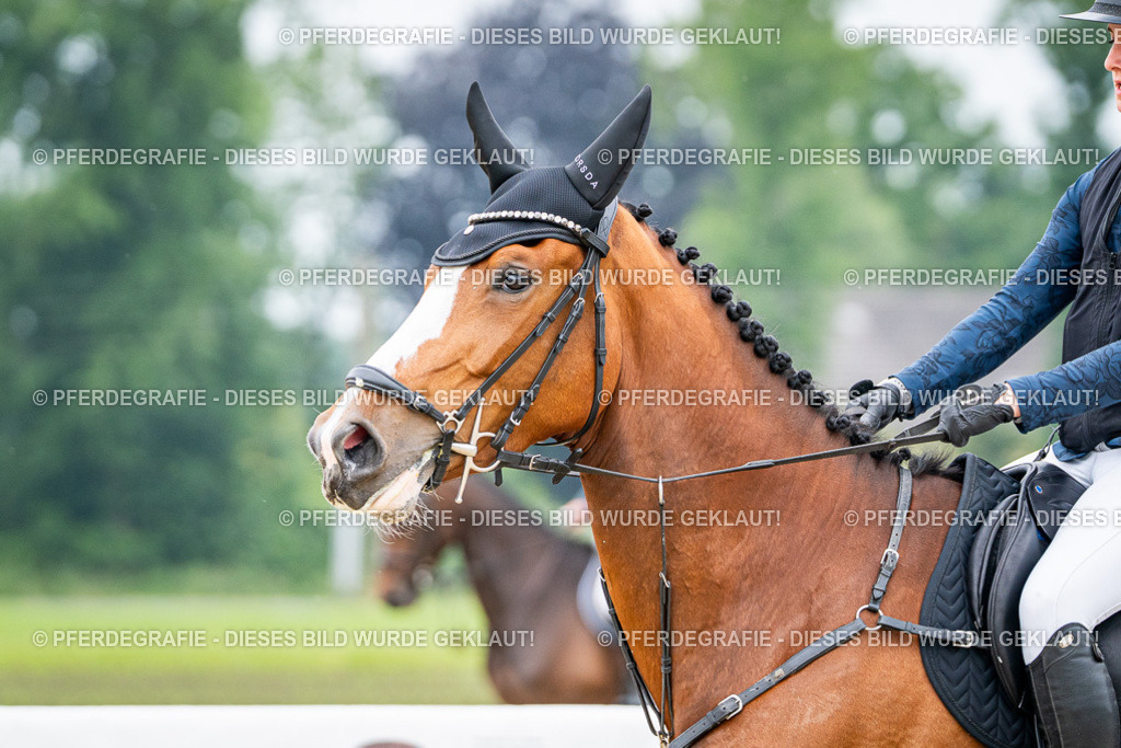 DSC00065 | Pferdegrafie