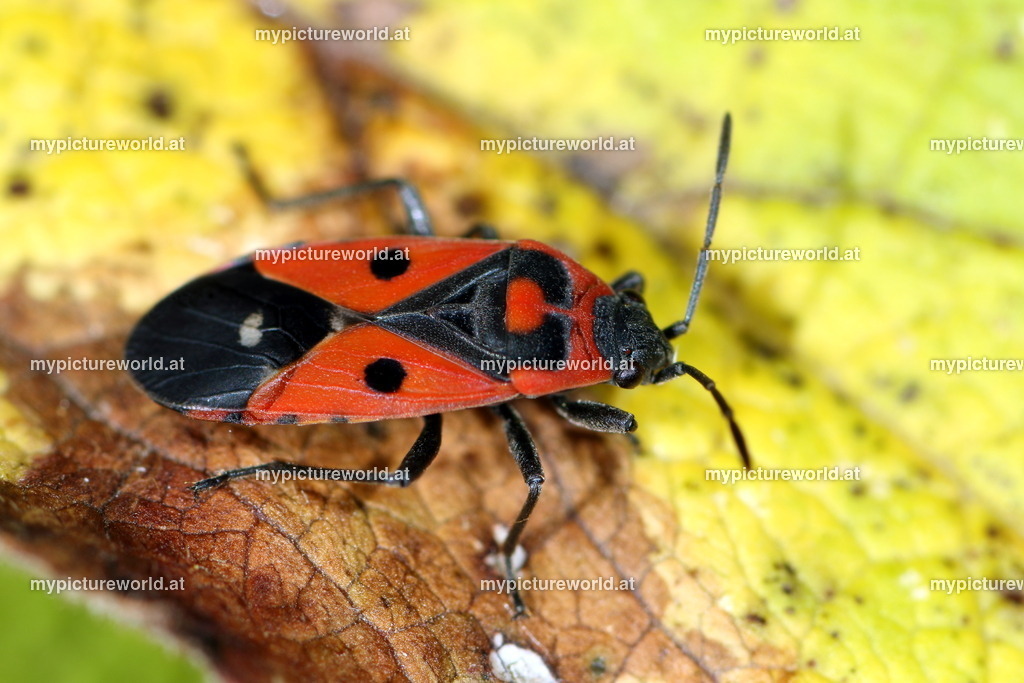 Melanocoryphus albomaculatus-001 | Das Bilderarchiv über Tiere, Planzen und Landschaften. In der Bilddatenbank finden Sie ein große Auswahl an hochwertigen Bilder für Ihre Werbung - Realized with Pictrs.com