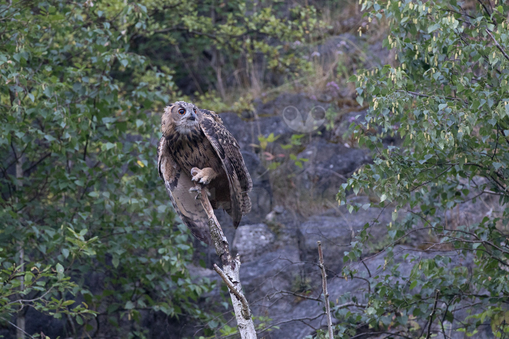 R6NF8664_20240720 | Der Uhu ist die größte europäische Eulenart. Nachdem er lange bejagt wurde, entspannt sich die Situation mittlerweile wieder aufgrund strenger Naturschutzgesetze und einiger Auswilderungsprojekte. Der Uhu brütet in unterschiedlichen Landschaften und ist streng nachtaktiv. Ein markantes Merkmal sind die großen Federohren, die je nach Laune hoch aufgestellt oder angelegt werden können. - Realisiert mit Pictrs.com