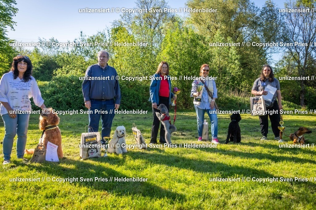 Hunderennen_April_2026_1053 | 2026-04-26 - Hunderennen Baden-Oos April 2026 - Realisiert mit Pictrs.com