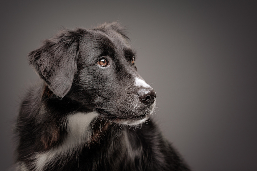 Hundefotografie im Professionellen Heimstudio | Hundefotografie mit professioneller Blitzanlage 