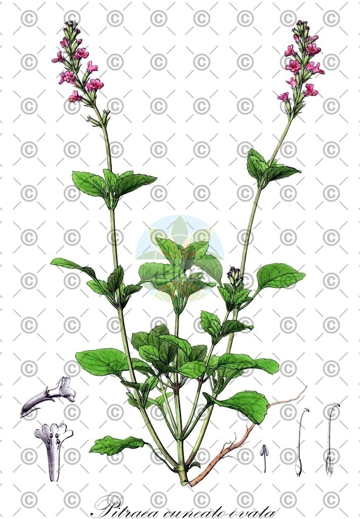 HistAbb_wfo-0000465355_1_ENZY_Simple | Historische Abbildung von Pitraea cuneato-ovata - Verbenaceae | Historical Illustration of Pitraea cuneato-ovata - Verbenaceae