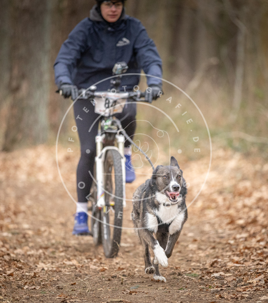 Pfotenfotografie_DV3A6154 | Hundefotografie, Tierfotograf, Pfotenfotografie, Fotoshooting Hund, Hunde Portrait, Hundesport, Hundeportraits, Heideshooting, Hunde, Sportfotograf, Hundefotograf, Turnierhundsport, THS,  - Realisiert mit Pictrs.com