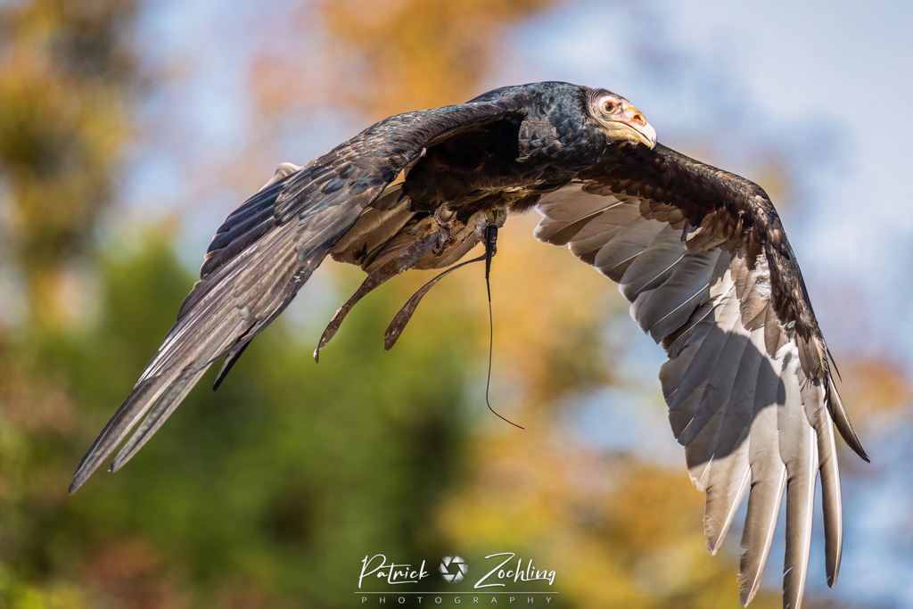 Kreuzenstein-Zöchling (13 von 46) | Mein Name ist Patrick Zöchling. Auf dieser Website siehst Du meine Projekte als Fotograf und kannst Dir Deine Fotos in Galerien ansehen und herunterladen. Über einen Webshop kannst Du Bilder ausarbeiten, auf T-Shirt drucken usw. - Realisiert mit Pictrs.com