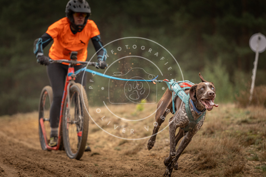 Pfotenfotografie_DV3A4587 | Hundefotografie, Tierfotograf, Pfotenfotografie, Fotoshooting Hund, Hunde Portrait, Hundesport, Hundeportraits, Heideshooting, Hunde, Sportfotograf, Hundefotograf, Turnierhundsport, THS,  - Realisiert mit Pictrs.com