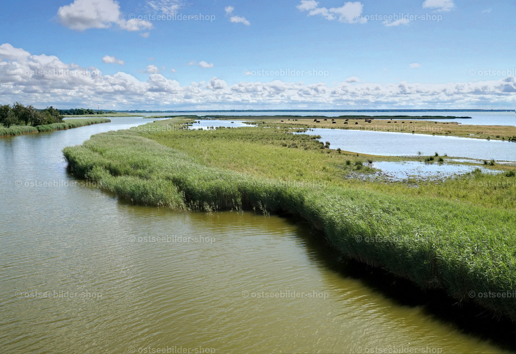 Schilfinseln im Prerower Strom | Das Bild zeigt die weit verzweigten Schilfinseln des Prerower Stroms kurz vor der Mündung in den Bodstedter Bodden