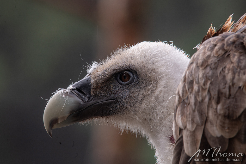 Gänsegeier | Dies ist der Online-Shop von naturfoto.michaelthoma.de. Ich bin leidenschaftlicher Naturfotograf und fotografiere von der Andromedagalaxie bis zum Zwergtaucher, von der Ameise bis zum Orionnebel alles was mit Natur zu tun hat. Hier kann eine Auswahl meine - Realisiert mit Pictrs.com