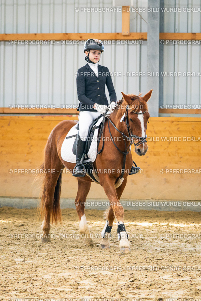 DSC01606 | Pferdegrafie