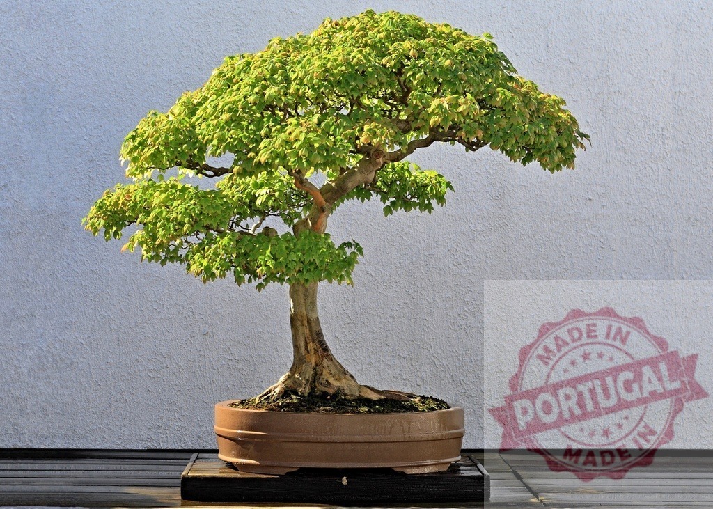 Bonsai maple tree growing in potted ceramic container | Bonsai maple tree thriving in a ceramic pot, representing zen gardening and Japanese culture - Realisiert mit Pictrs.com
