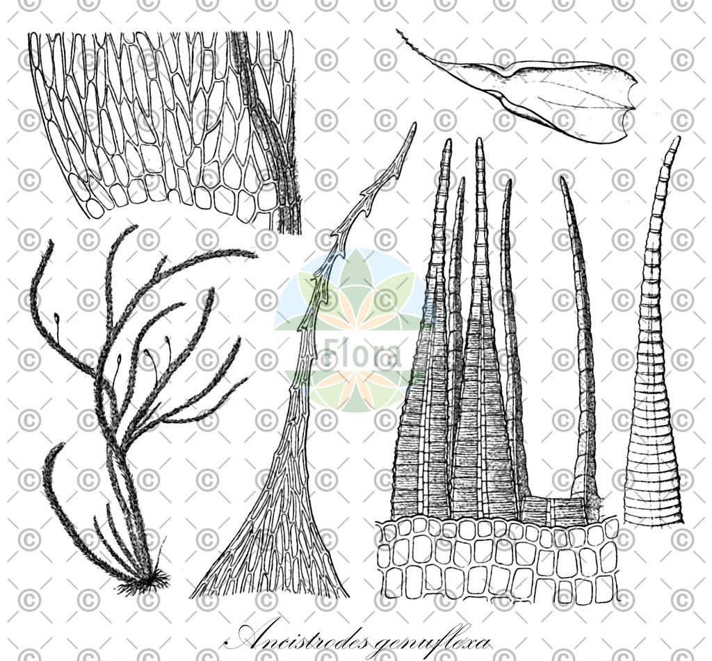 HistAbb_wfo-0001146717_1_ENZY_Simple | Historische Abbildung von Ancistrodes genuflexa - Saulomataceae | Historical Illustration of Ancistrodes genuflexa - Saulomataceae