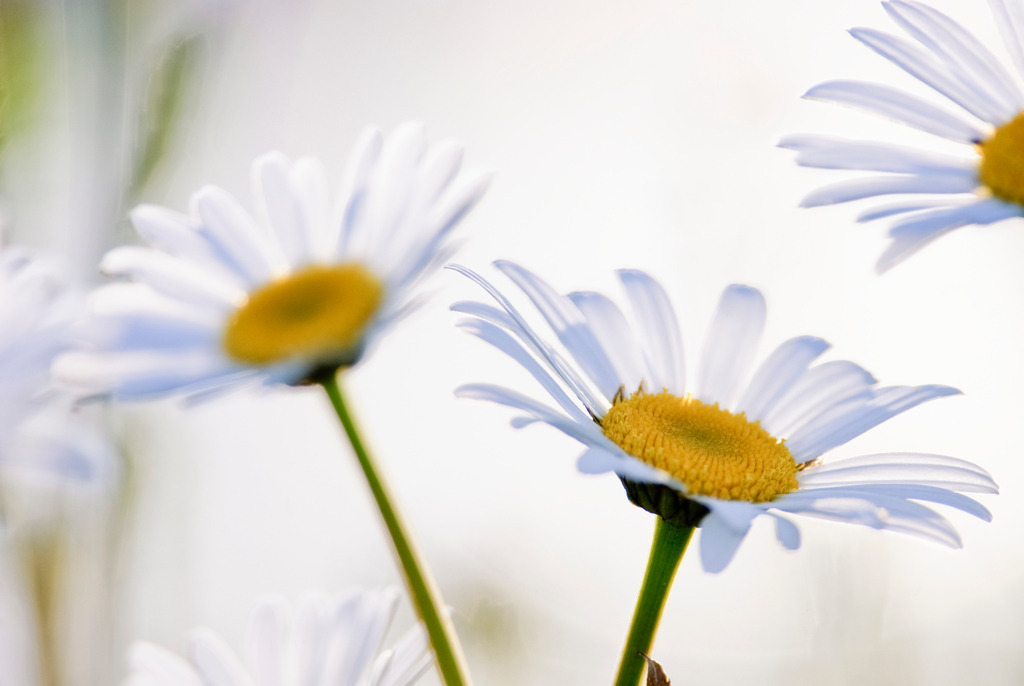 Margeriten | Europa, Austria, Vorarlberg, Dornbirn, Margeriten, Leucanthemum - Realisiert mit Pictrs.com