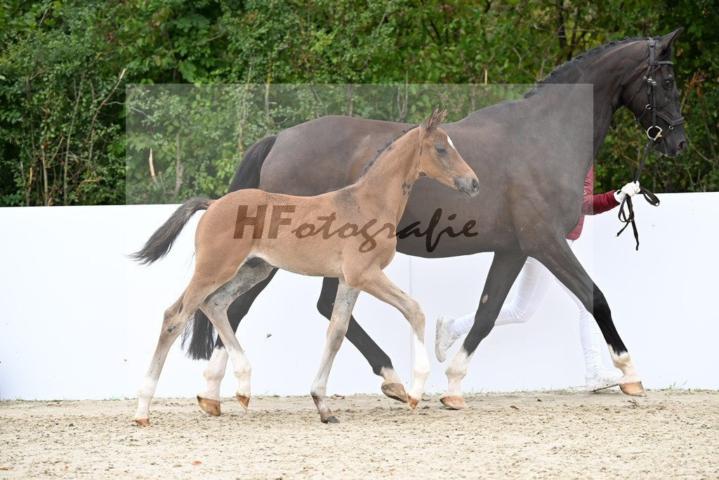 Sir Gribaldi x Sandro Bedo_HF_Schneller_23250905 | hf-fotografie - Realizzato con Pictrs.com