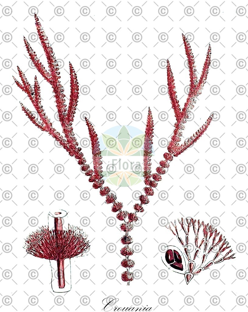 HistAbb_3W8J_3_ENZY_Simple | Historische Abbildung von Crouania - Callithamniaceae (0) | Historical Illustration of Crouania - Callithamniaceae (0)