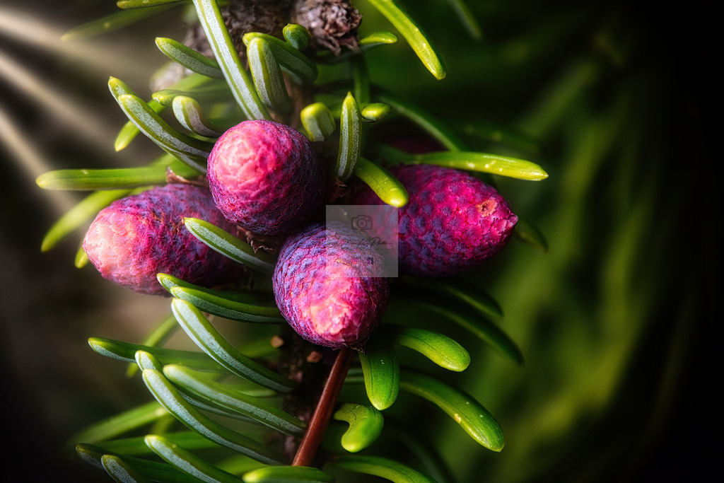 Makro - floral (21) | Buche Fotoshootings und entdecke hochwertige Fotoprodukte bei Mathias Ku Photos. Personalisiert, kreativ & mit Liebe zum Detail. Jetzt informieren! - Realisiert mit Pictrs.com
