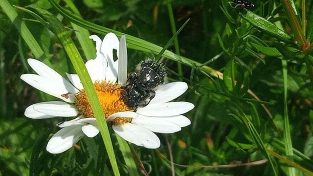 kaefer-an-margeritenbluete | Verkauf von Fotos und  Videoclips zumThema Natur.Motive sind Pflanzen, Tiere, Landschaftenund Wetter - Realisiert mit Pictrs.com