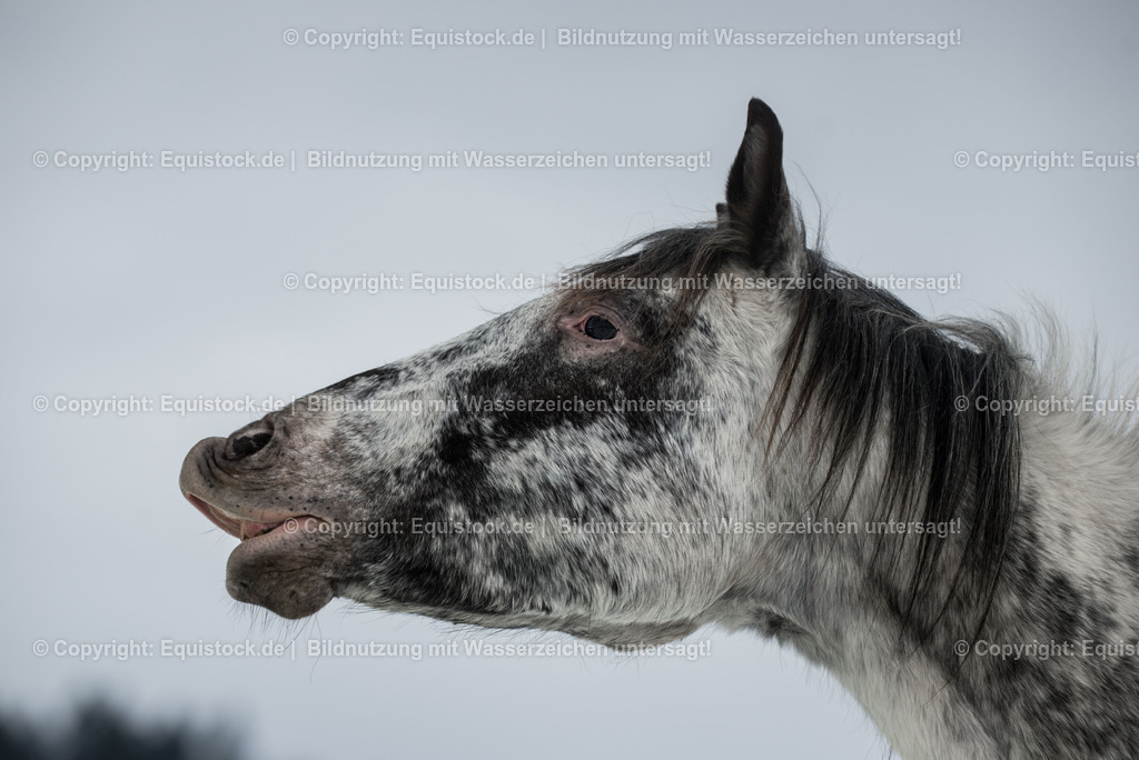 20150209_Knabstrupper_im_Schnee_0008 | equistock