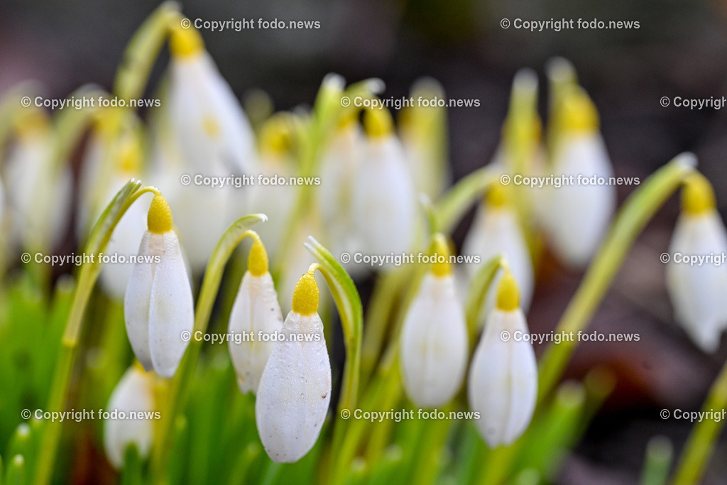 Fruehling_ Blumen_ Fruelingsboten_ 14.02.2024-14 | 14.02.2024, Linz, AUT, Fruehling, Blumen, Fruehlingsboten, im Bild Frühling, Blumen, Frühlingsboten, Fruehling, Fruelingsboten, Schneeglöckerl, Schneegloeckerl, Schneeglöckchen, Schneegloeckchen,  Blütenpflanze, Vorfrühling