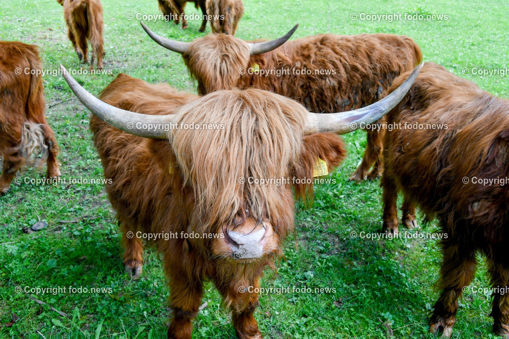 Deutschland_ Baden-Wuerttemberg_ Uhingen_ 27.08.2025-7 | 27.08.2025, Deutschland, GER, Baden-Wuerttemberg, Uhingen im Bild Themenbild, Hochlandrinder, Weidehaltung, robuste Rinderrasse, Naturlandschaft, tiergerechte Haltung, Weidetiere, Landwirtschaft, Weide, Wiese, grasen, nachhaltige Tierzucht, Horntraeger, Biolandwirtschaft, regionale Fleischproduktion, extensiv gehalten, Naturpflege, Landschaftsschutz, tierische Idylle, grasende Rinder, artgerechte Haltung, Stier, Kuh, Kalb, Nassach, Feature, Symbolbild