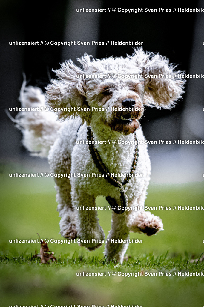 Sven Pries | 2025-10-03 - Hunderennen Obergrombach - Realisiert mit Pictrs.com