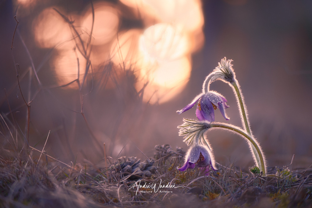 Kuhschelle (7) | Andre Wandrei - Nature Artworx - Realisiert mit Pictrs.com