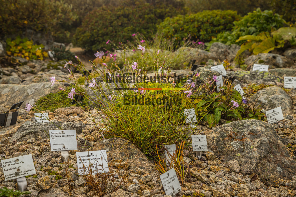 innerdeutsche Grenze Grünes Band Brocken Ilsenburg Eckerntal-9847 | Die innerdeutsche deutsch-deutsche Grenze, das Grüne Band - Realisiert mit Pictrs.com