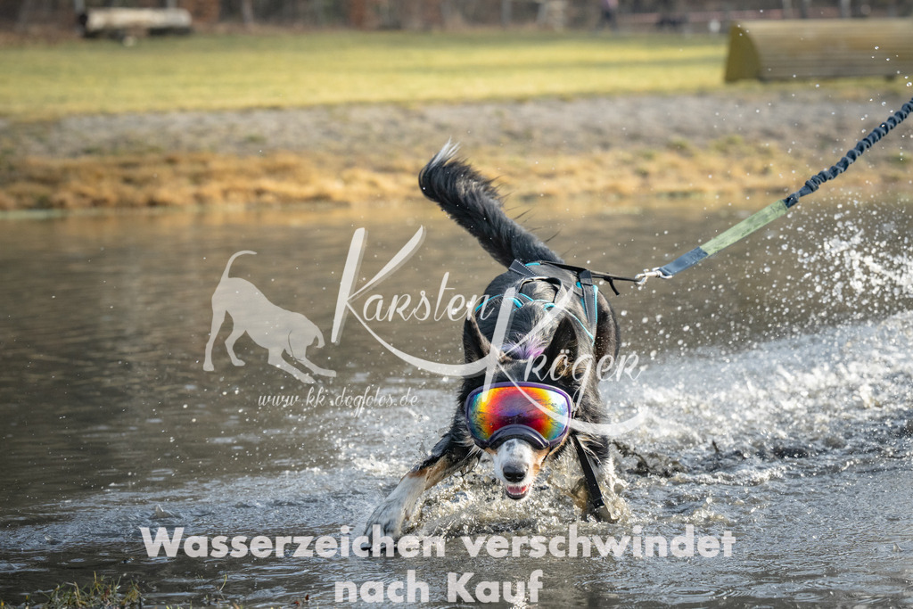 0917_ZZ90797 | kk-dogfotos