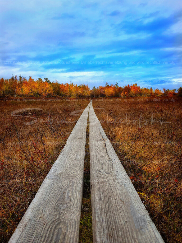 Wandbild "Auf dem Holzweg" Schweden | People- und Tierfotografie, Imageaufnahmen, Veranstaltungsfotografie und Wandbilder aus der Natur ★ Made in Germany ✔️ Druck + Downloads ✔️ Naturfotografie in Top Qualität ★ schneller Versand, weltweite Lieferung! - Realisiert mit Pictrs.com