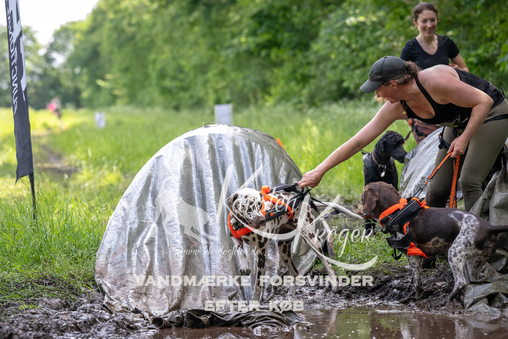 1228_ZZ92467 | kk-dogfotos