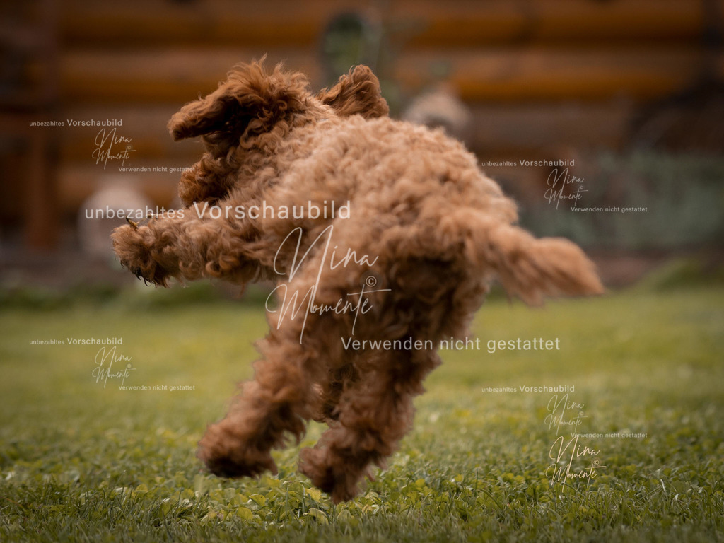 _16A9354-1 | Einzigartige Fotos von Hunden & Menschen –Actionfotos, Portraits, Vereinsaufnahmen & Paarshootings – authentisch, lebendig & mit Herz.